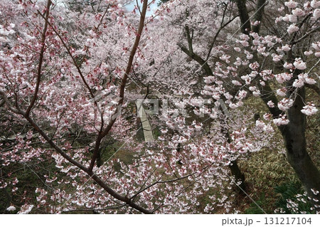 城と桜　信州高遠城址公園の春風景 131217104