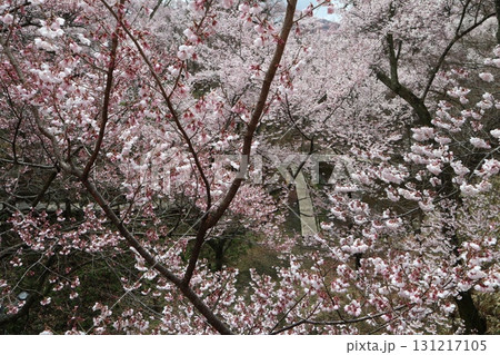 城と桜 信州高遠城址公園の春風景 城と桜 信州高遠城址公園の春風景 131217105