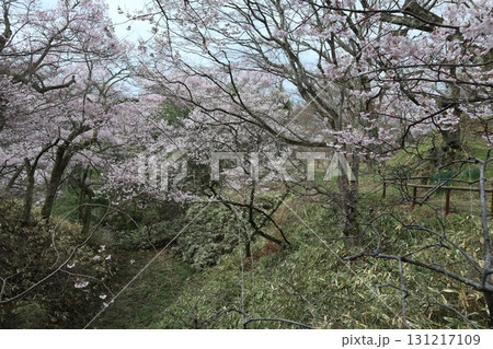 城と桜　信州高遠城址公園の春風景 131217109