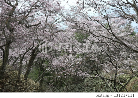 城と桜 信州高遠城址公園の春風景 城と桜 信州高遠城址公園の春風景 131217111