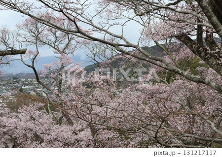 城と桜 信州高遠城址公園の春風景 城と桜 信州高遠城址公園の春風景 131217117