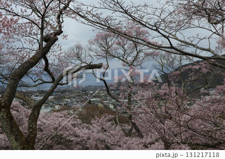 城と桜 信州高遠城址公園の春風景 城と桜 信州高遠城址公園の春風景 131217118