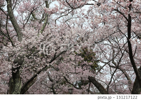 城と桜 信州高遠城址公園の春風景 城と桜 信州高遠城址公園の春風景 131217122