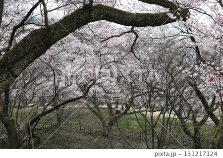 城と桜　信州高遠城址公園の春風景 131217124