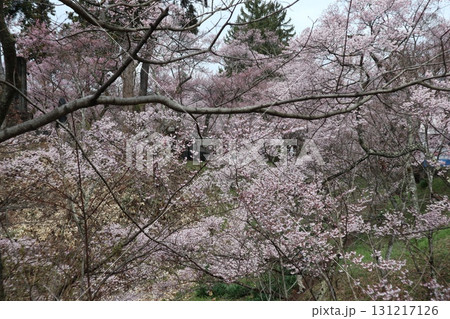 城と桜　信州高遠城址公園の春風景 131217126