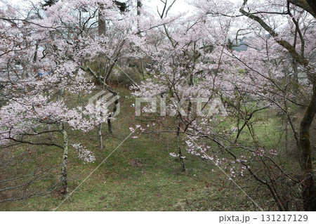 城と桜 信州高遠城址公園の春風景 城と桜 信州高遠城址公園の春風景 131217129