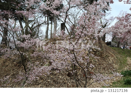 城と桜 信州高遠城址公園の春風景 城と桜 信州高遠城址公園の春風景 131217136