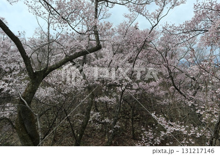 城と桜 信州高遠城址公園の春風景 城と桜 信州高遠城址公園の春風景 131217146
