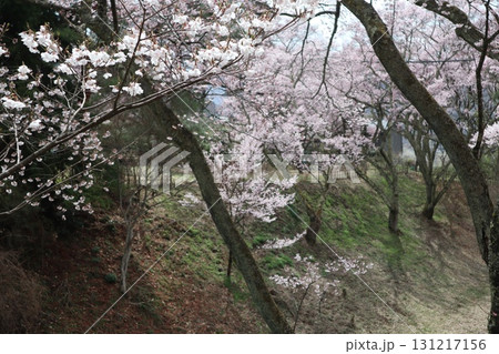 城と桜　信州高遠城址公園の春風景 131217156