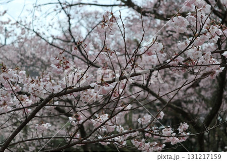 城と桜 信州高遠城址公園の春風景 城と桜 信州高遠城址公園の春風景 131217159