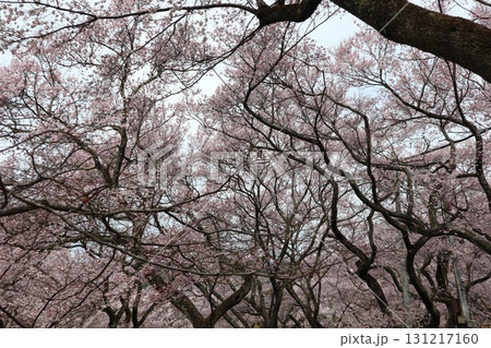 城と桜 信州高遠城址公園の春風景 城と桜 信州高遠城址公園の春風景 131217160
