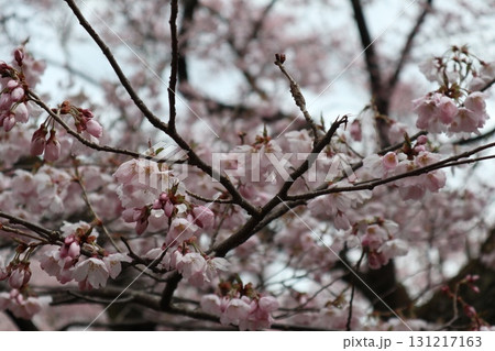 城と桜　信州高遠城址公園の春風景 131217163