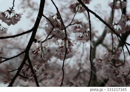 城と桜 信州高遠城址公園の春風景 城と桜 信州高遠城址公園の春風景 131217165
