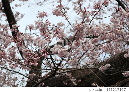 城と桜　信州高遠城址公園の春風景 131217167