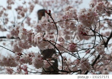 城と桜 信州高遠城址公園の春風景 城と桜 信州高遠城址公園の春風景 131217171