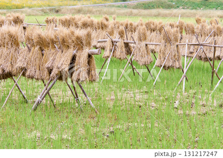 稲刈り後の藁を棒にかけて干す作業 稲刈り後の藁を棒にかけて干す作業 131217247