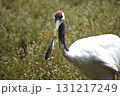 魚をくわえた丹頂ヅル 131217249