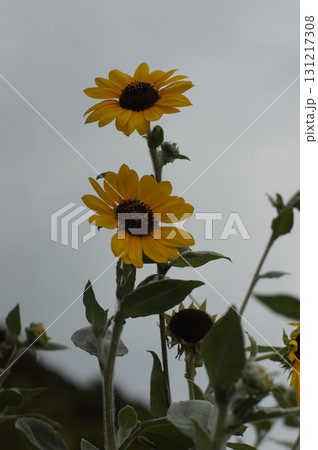 空を見上げる向日葵 131217308