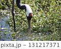 水面を突っつく丹頂ヅル 131217371