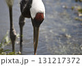 丹頂ヅルの頭部のアップ 131217372