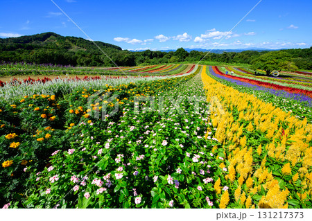 快晴の美しい花畑の丘　やくらいガーデン　宮城県 131217373
