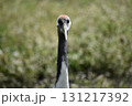 正面から見た丹頂ヅルの顔 131217392