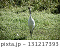 正面から見た丹頂ヅル 131217393