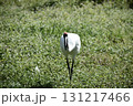 草むらを眺める丹頂ヅル 131217466