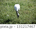 草むらを突っつく丹頂ヅル 131217467