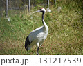 横向きの丹頂ヅル 131217539