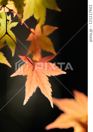 黒い背景薄紅色に色づくもみじの葉 131217601