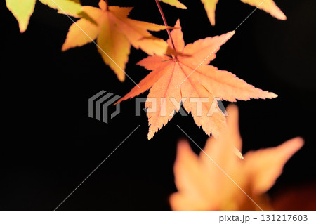 黒い背景薄紅色に色づくもみじの葉 黒い背景薄紅色に色づくもみじの葉 131217603
