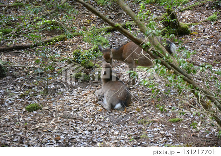 自然のヤクシカ 自然のヤクシカ 131217701
