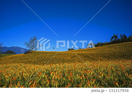 Orange daylily flower 131217938