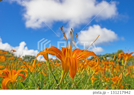Orange daylily flower 131217942