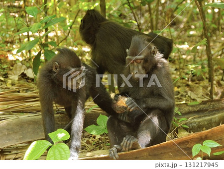 　スラウェシ島、熱帯雨林の住人クロザル。 131217945