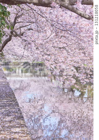 土浦市の新川沿いに咲く満開の桜並木と水面に映る桜 土浦市の新川沿いに咲く満開の桜並木と水面に映る桜 131218058