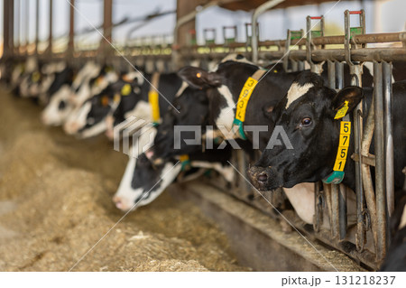 Cows standing in the cowshed 131218237