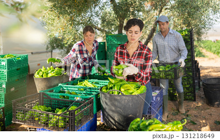 Women and man gardeners sorting ripe green pepper 131218649