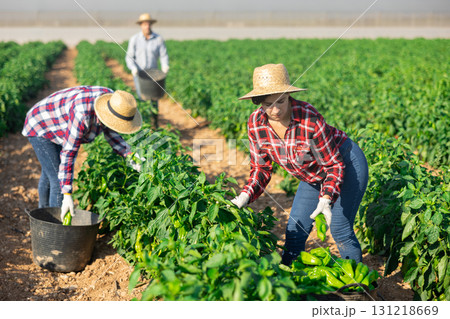 Woman picking green pepper on field Woman picking green pepper on field 131218669
