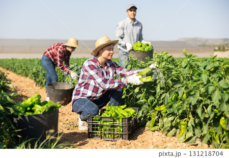 Woman picking green pepper on field Woman picking green pepper on field 131218704