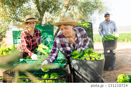 Woman farmer sorting green pepper outdoors Woman farmer sorting green pepper outdoors 131218724