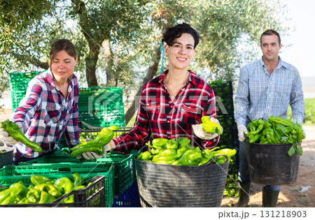 Positive agriculturists sorting harvested green pepper 131218903