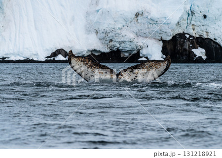 Tail of a humpback whale in the Antarctic Tail of a humpback whale in the Antarctic 131218921