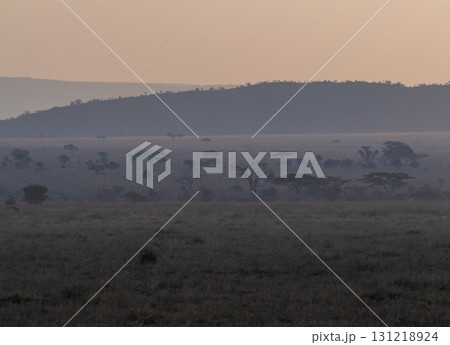 Early evening in the serengeti 131218924