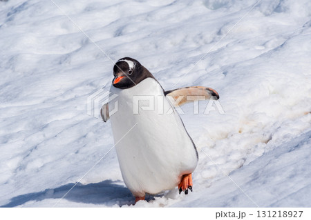 Close-up of a Gentoo Penguin on Trinity Island. 131218927