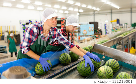Women in uniform sorting watermelons in factory 131219001