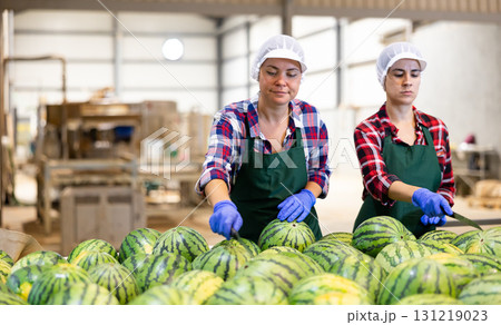Female workers of vegetable sorting factory checking and peeling watermelons running on conveyor belt Female workers of vegetable sorting factory checking and peeling watermelons running on conveyor belt 131219023
