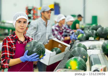 Woman sorting ripe watermelons and checking quality on conveyor belt at vegetable factory Woman sorting ripe watermelons and checking quality on conveyor belt at vegetable factory 131219056