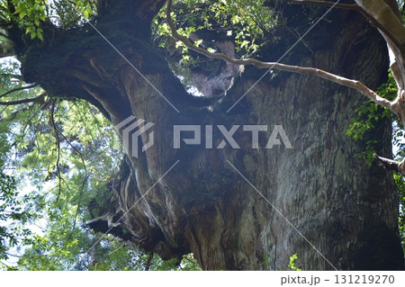 美しい屋久杉 131219270